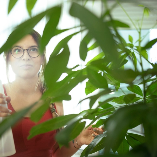 Eine Frau mit Brille besprüht eine Glückskastanie (Pachira aquatica) mit Wasser.