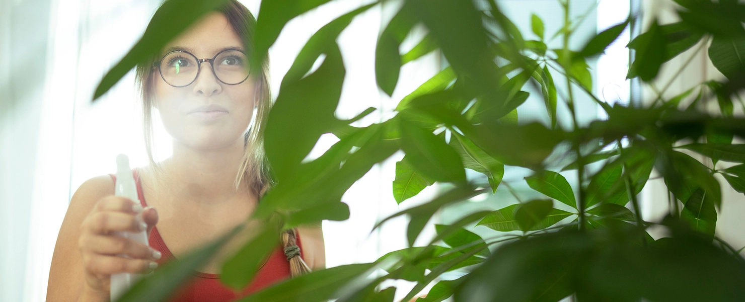 Eine Frau mit Brille besprüht eine Glückskastanie (Pachira aquatica) mit Wasser.