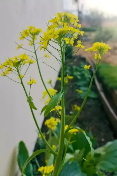 Blühende Winterkresse mit gelben Blüten im Garten.