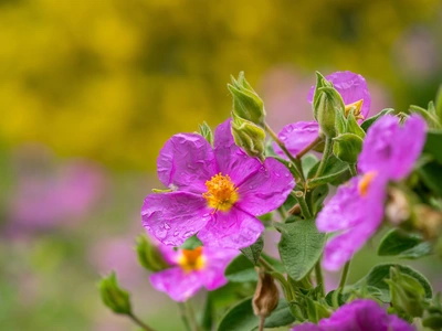 Eine blühende Zistrose mit leuchtend pinken, zerknitterten Blütenblättern und einer gelben Mitte. Die Pflanze hat grüne Knospen und Blätter. Der Hintergrund ist unscharf mit gelben Blüten im Licht.