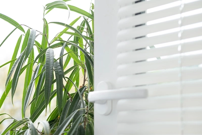 Schmalblättrige Feige (Ficus binnendijkii) neben einem weißen Fenster mit Jalousien