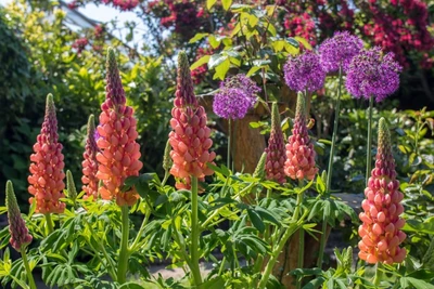 Nahaufnahme der zweifarbigen Blüten der Lupine 'Westcountry Tequila Flame' (Lupinus Hybrida 'Westcountry Tequila Flame') in Rot und Gelb.