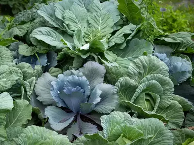 Verschiedene Kohlpflanzen mit großen grünen Blättern im Gemüsegarten.
