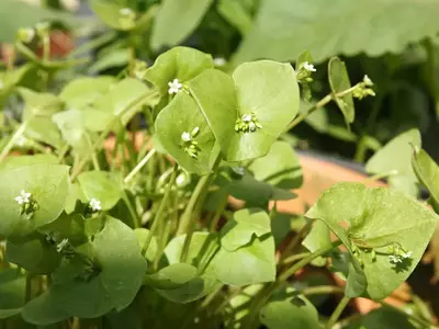Winterportulak mit kleinen weißen Blüten im Gartenbeet.