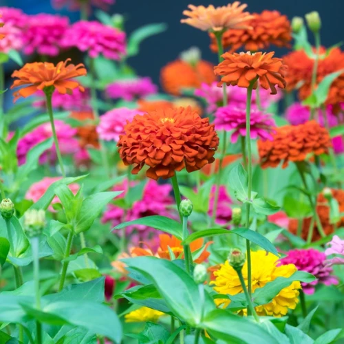 Bunter Mix hoher Zinnien (Zinnia elegans) in Orange, Pink, Gelb und Violett, dicht an dicht blühend in einem Sommerbeet.