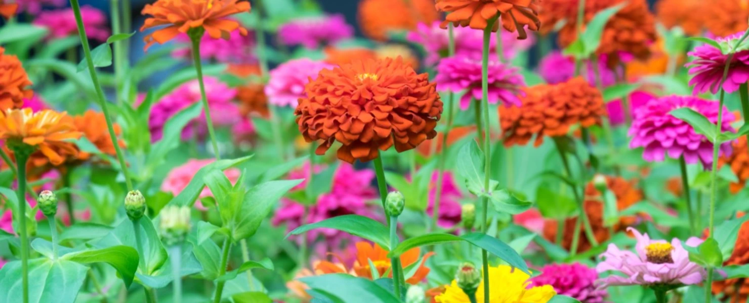 Bunter Mix hoher Zinnien (Zinnia elegans) in Orange, Pink, Gelb und Violett, dicht an dicht blühend in einem Sommerbeet.