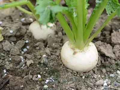 Steckrübe wächst halb aus der Erde heraus.