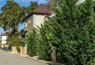 Mehrere große, dicht gewachsene Leylandii-Bäume vor einem zweistöckigen Wohnhaus mit beiger Fassade und braunem Dach.