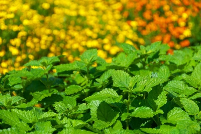 Ein üppiges Beet mit grüner Zitronenmelisse vor einem Hintergrund aus gelben und orangefarbenen Blüten. Die gezackten Blätter der Zitronenmelisse glänzen im Sonnenlicht.