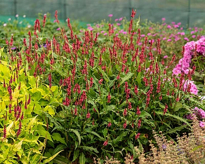 Blühender Roter Blüten-Knöterich (Persicaria) in Kombination mit anderen Staudenpflanzen im Gartenbeet.