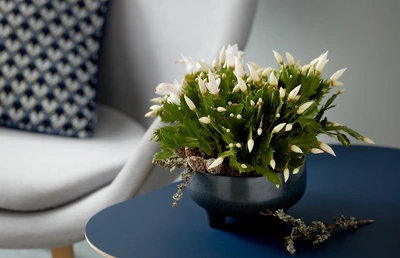 Das Bild zeigt einen Weihnachtskaktus in voller Blüte, platziert in einem eleganten, dunkelblauen Topf auf einem blauen Tisch. Die Pflanze ist umgeben von einem modern gestalteten Stuhl und harmoniert schön mit der schlichten und stilvollen Inneneinrichtung.
