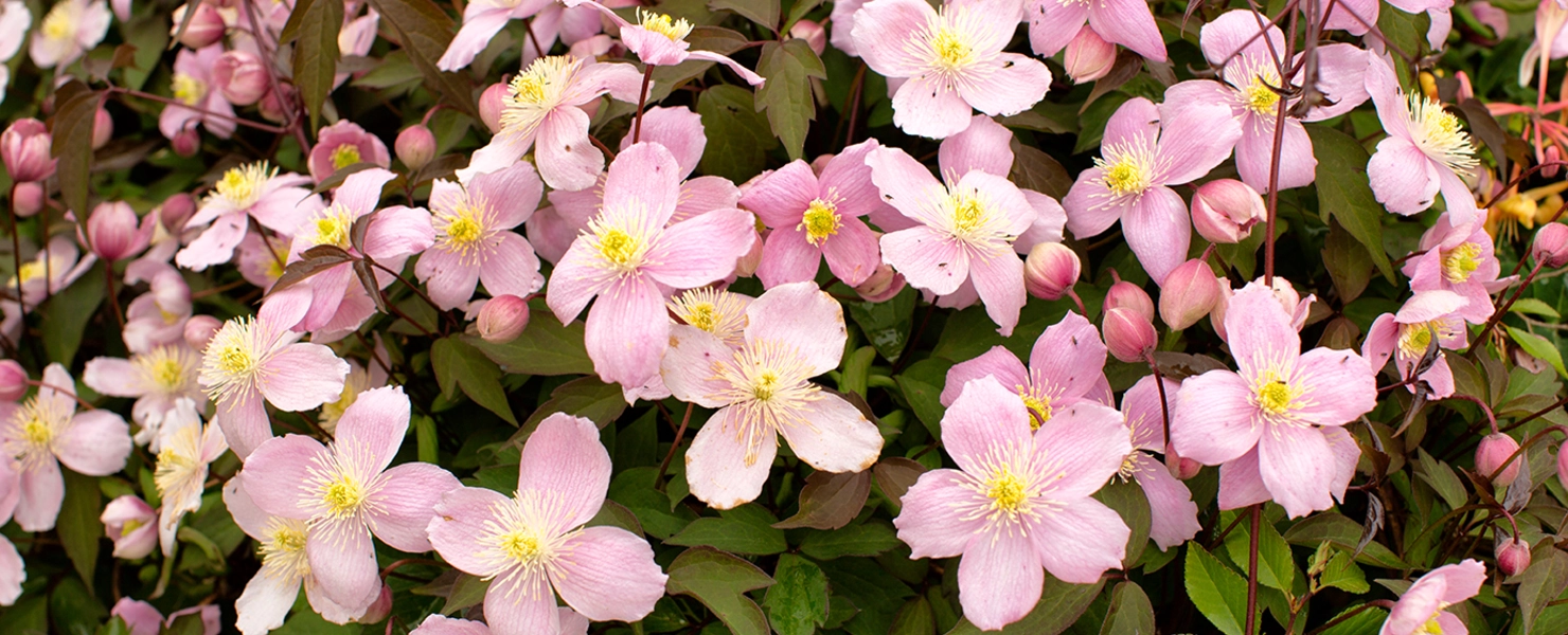 Üppig blühende Clematis montana ‘Mayleen’ mit zahlreichen rosa Blüten und Knospen im Frühlingsgarten.