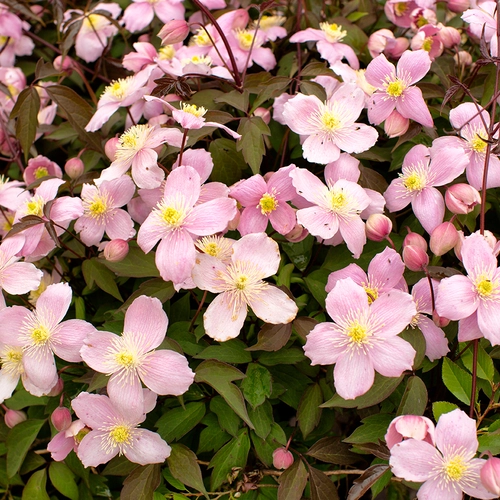 Üppig blühende Clematis montana ‘Mayleen’ mit zahlreichen rosa Blüten und Knospen im Frühlingsgarten.
