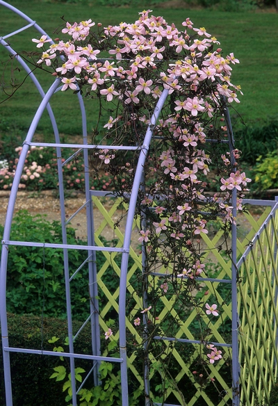 Clematis montana ‘Mayleen’ in zartrosa Blüte, die einen dekorativen Metallbogen im Garten berankt.