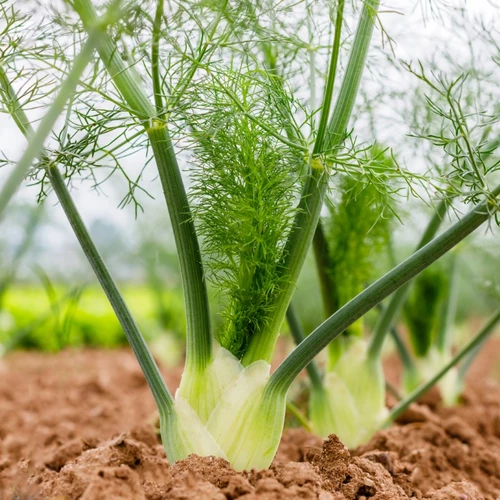 Nahaufnahme von Knollenfenchel im Feld.