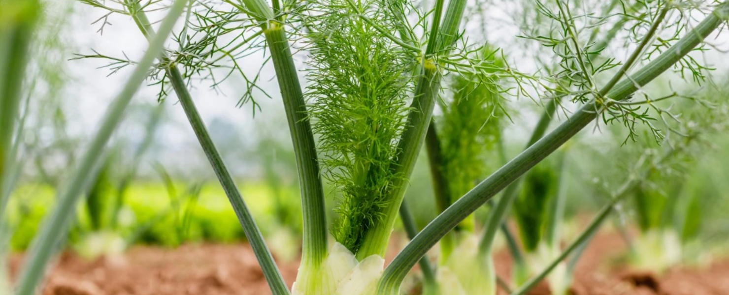 Nahaufnahme von Knollenfenchel im Feld.