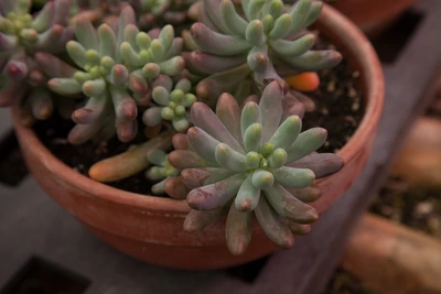 Nahaufnahme von Sedum pachyphyllum mit dickfleischigen, keulenförmigen Blättern in einem Terrakottatopf.