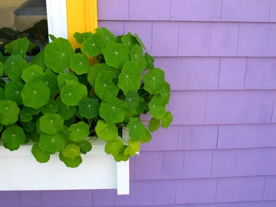 Das Bild zeigt einen Balkon mit einer üppigen Balkon-Kapuzinerkresse (Tropaeolum majus) Pflanze, die in einem weißen Blumenkasten wächst. Die Pflanze hat große grüne Blätter, die sich vor einer violetten Wand und einem gelben Fensterrahmen abheben.