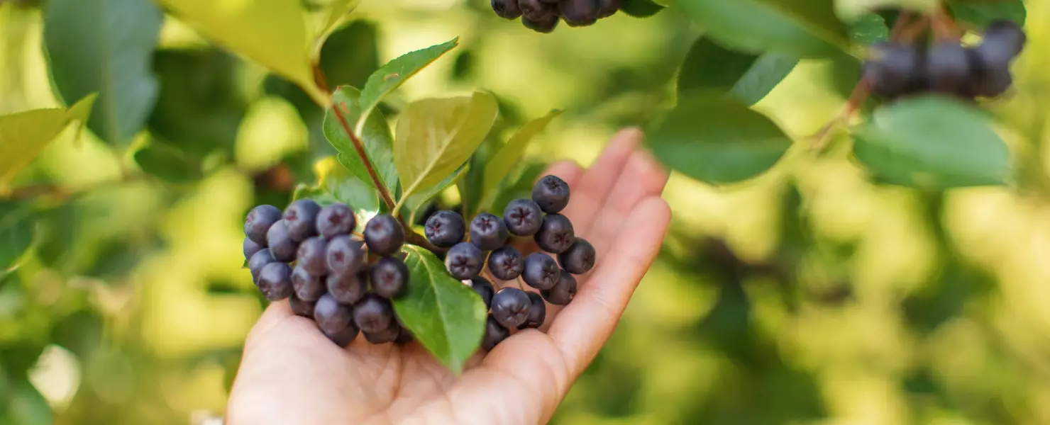 Hand hält reife Aronia-Beeren direkt am Strauch.