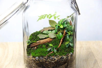 Das Bild zeigt ein geschlossenes Mini-Terrarium in einem Glasbehälter. Im Inneren befinden sich verschiedene kleine Pflanzen, darunter eine Mosaikpflanze mit ihren charakteristischen gemusterten Blättern, sowie Moos und ein kleiner Farn. Ein Stück Holz liegt dekorativ auf dem Substrat, das aus Erde und Kieselsteinen besteht. Das Terrarium wirkt wie ein kleiner, abgeschlossener Dschungel.
