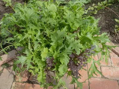 Buschiger Asia-Salat mit grünen und violett gezeichneten Blättern im Gartenbeet.