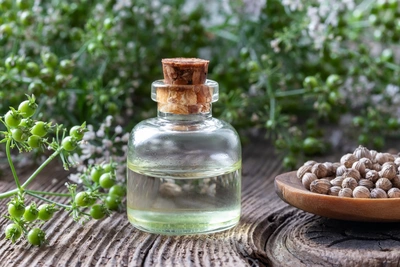 Kleine Glasflasche mit Korkverschluss, gefüllt mit Korianderöl, auf einem rustikalen Holztisch. Daneben frische grüne Korianderfrüchte an Zweigen und eine Holzschale mit getrockneten Koriandersamen. Im Hintergrund unscharf blühender Koriander.