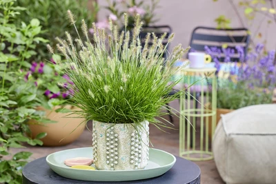 Zwerg-Lampenputzergras 'Tiny Twinkler' in dekorativem Blumentopf auf Gartentisch, mit zarten Blütenähren und grünem Laub.