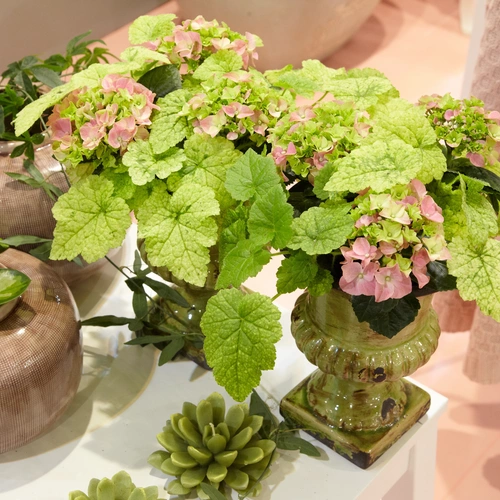 "Henne und Küken" in einem grünen Topf mit großen grünen Blättern und rosa Blüten auf einem Tisch, umgeben von weiteren Pflanzen