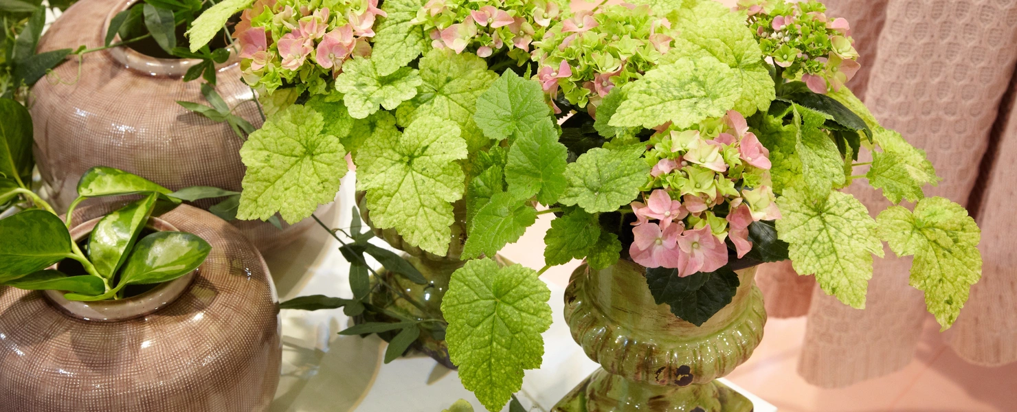 "Henne und Küken" in einem grünen Topf mit großen grünen Blättern und rosa Blüten auf einem Tisch, umgeben von weiteren Pflanzen
