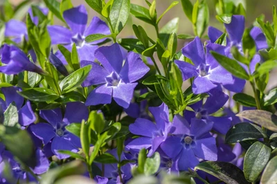 Vinca minor mit leuchtend violett-blauen Blüten und glänzend grünen Blättern im Gartenbeet.