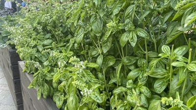 Das Bild zeigt mehrere dichte Pflanzen von Berg-Basilikum (Ocimum basilicum). Die Pflanzen stehen in hölzernen Pflanzkästen und haben große, grüne Blätter sowie zahlreiche Blütenstängel mit kleinen, weißen Blüten. Die Umgebung deutet auf eine urbane oder Gartenmarkt-Atmosphäre hin.