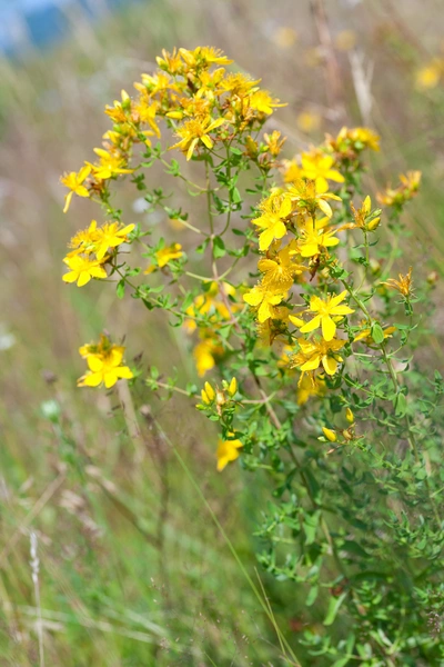 Johanniskraut (Hypericum perforatum) mit leuchtend gelben Blüten, die auf einem grünen Feld oder Wiese wachsen. Die Pflanze ist in voller Blüte, und der Hintergrund zeigt unscharfe Gräser und Pflanzen.