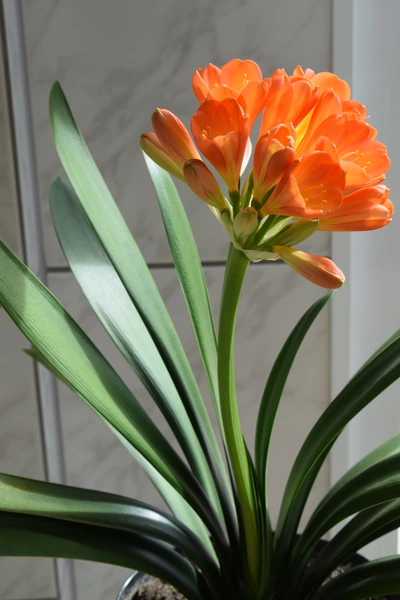 Eine orange Klivien-Pflanze in einem Topf im Badezimmer