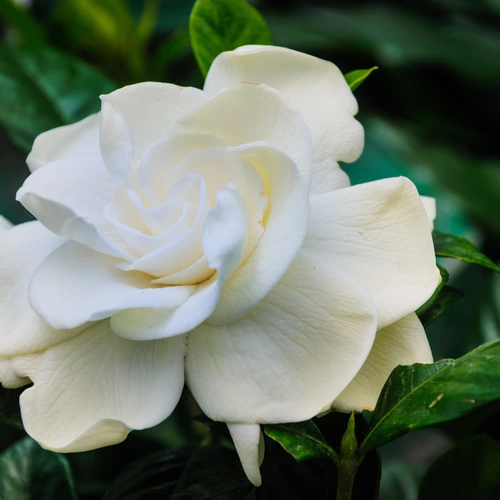 Nahaufnahme einer weißen Kap-Jasmin-Blüte 