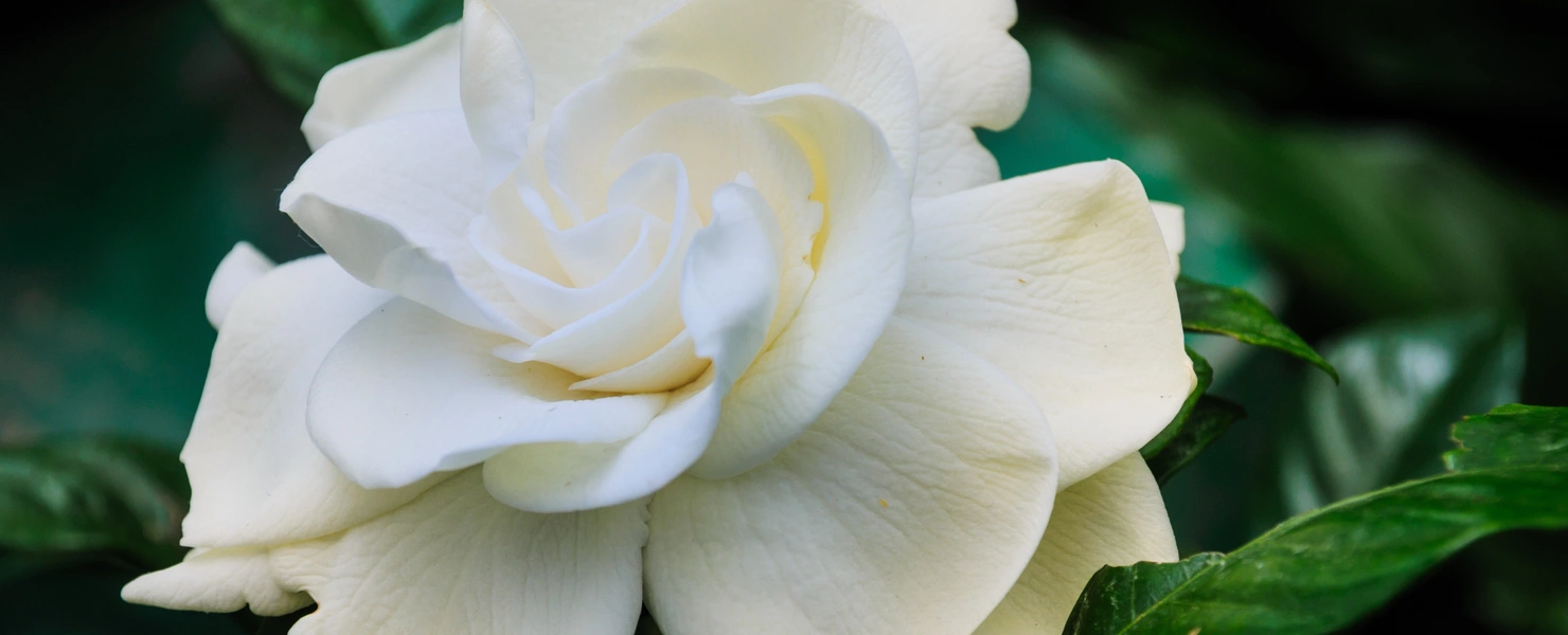 Nahaufnahme einer weißen Kap-Jasmin-Blüte 