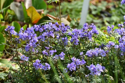 Blühende Jakobsleiter Polemonium reptans ‚Heaven Scent‘ mit zahlreichen violettblauen Blüten im Gartenbeet.