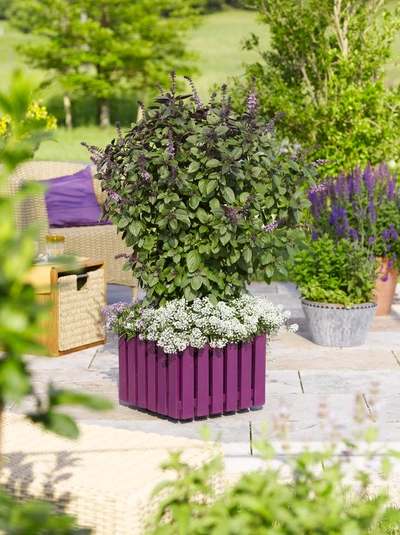 Rotes Strauchbasilikum (Ocimum basilicum 'Purpurascens') wächst in einem lila Pflanzkübel. Die Pflanze hat kräftige, dunkelrote Blätter und ist von weißen Blumen umgeben, was einen schönen Kontrast zu der grünen Gartenumgebung bildet.