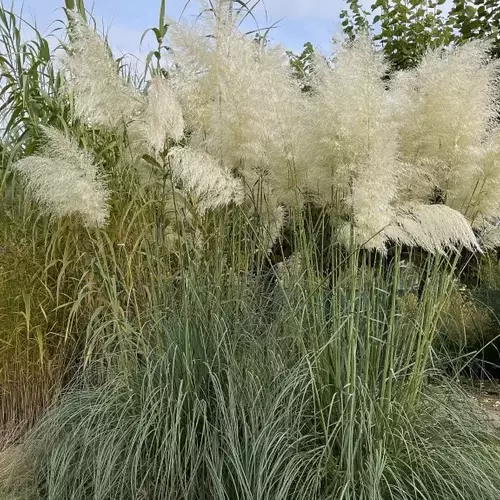 Üppiger Horst von Pampasgras mit weißen Blütenwedeln im Gartenbeet.