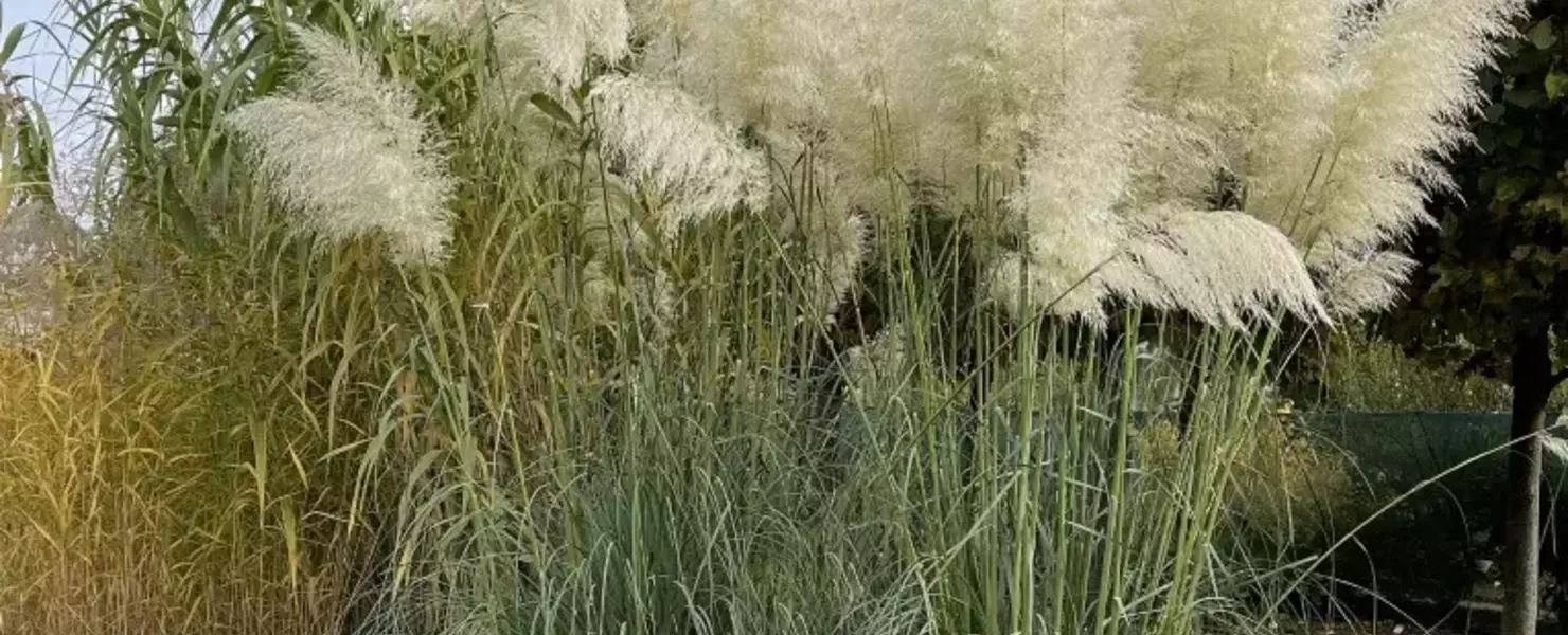 Üppiger Horst von Pampasgras mit weißen Blütenwedeln im Gartenbeet.