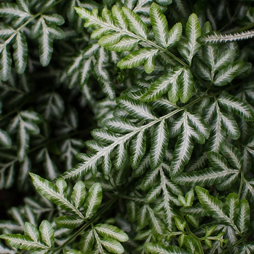 Dichtes Wachstum von Silberfarnen (Pteris argyraea)