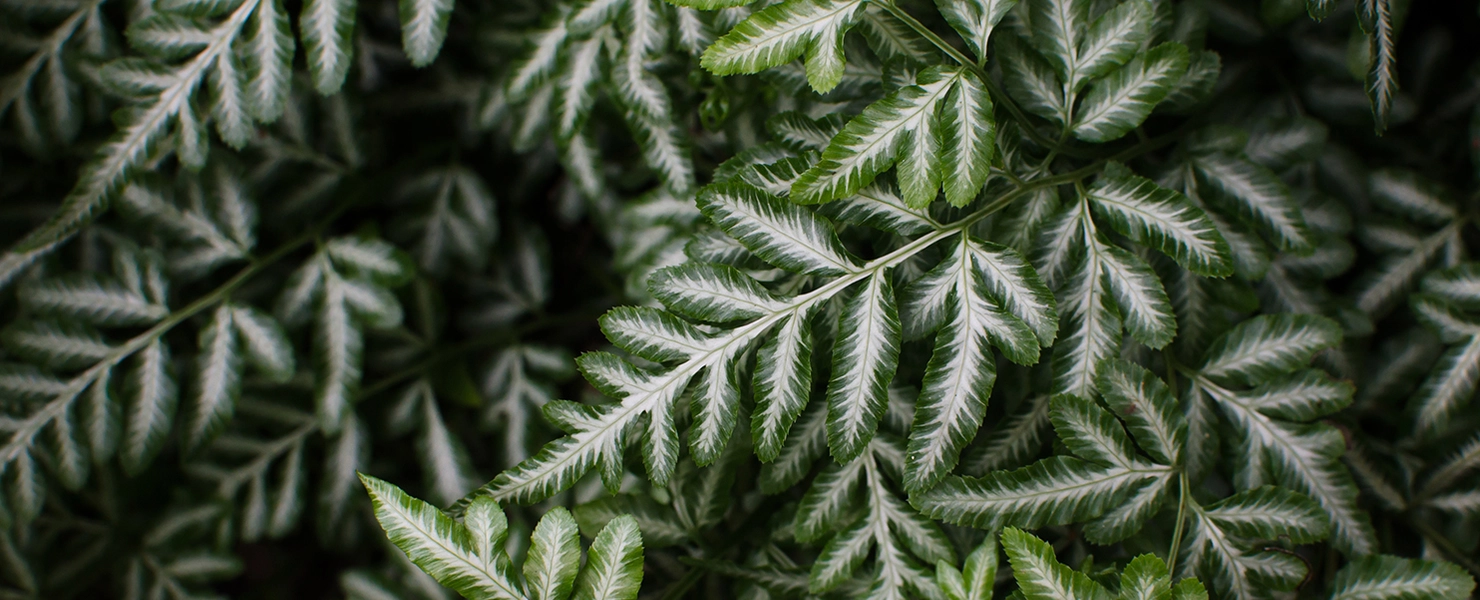 Dichtes Wachstum von Silberfarnen (Pteris argyraea)