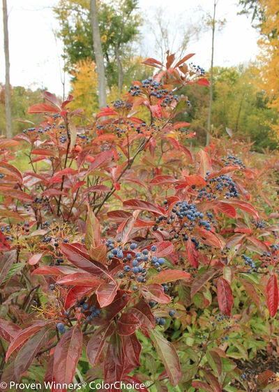 Amerikanischer Schneeball 'Brandywine' (Viburnum nudum 'Brandywine') mit roten Blättern und blauen Beeren im Herbst.