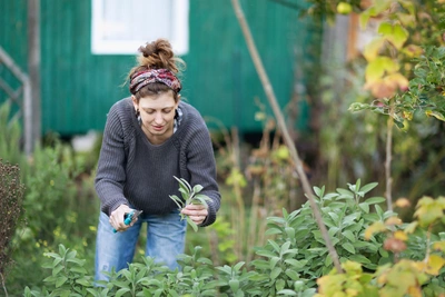 Eine Frau in einem Garten erntet frischen Salbei mit einer Schere. Sie trägt ein Stirnband und einen Pullover, während im Hintergrund ein grünes Gartenhaus und Pflanzen zu sehen sind.