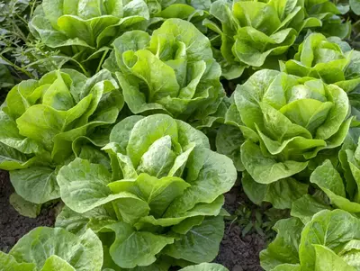 Mehrere reife Zuckerhut-Salatköpfe im Gartenbeet.