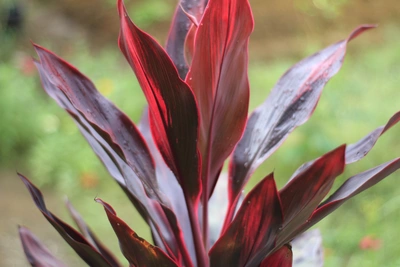 Ein Bild von einer Cordyline-Pflanze, deren spitze, glänzende Blätter in einem tiefen Burgunderrot schimmern, mit hervorgehobenen hellen Adern, die sich elegant gegen einen unscharfen, natürlichen Hintergrund abheben