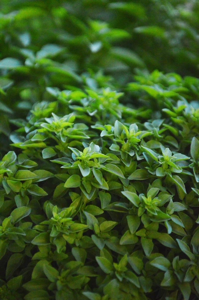 Ein dichter Haufen von Mini-Basilikum (Ocimum basilicum) mit kleinen, kräftig grünen Blättern, die sich dicht an dicht drängen. Das Bild zeigt die Pflanze in Nahaufnahme, wodurch die üppige Blattstruktur und die sattgrüne Farbe der Blätter im weichen Licht hervorgehoben werden.