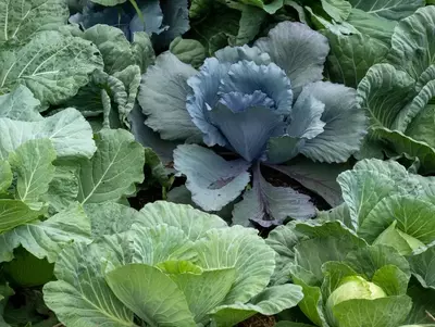 Blaukraut wächst im Garten zwischen anderen Kohlsorten wie Weißkohl.