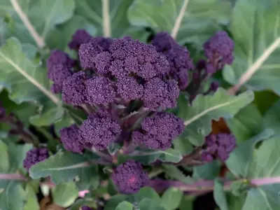 Wilder Brokkoli mit kräftigen violetten Blütenständen.