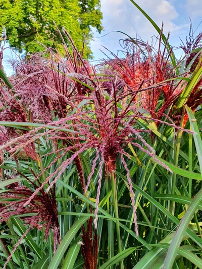 Detailaufnahme der strahlenförmigen, tiefroten Blütenstände von Miscanthus sinensis 'Boucle' vor sommerlichem Himmel.