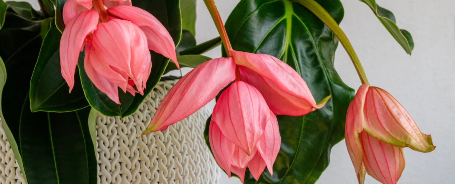 Blühende Medinilla in einem Textilkorb